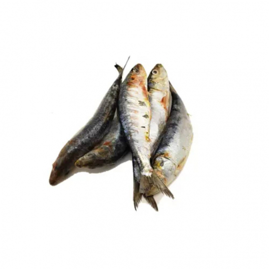 Whole Sardines IQF